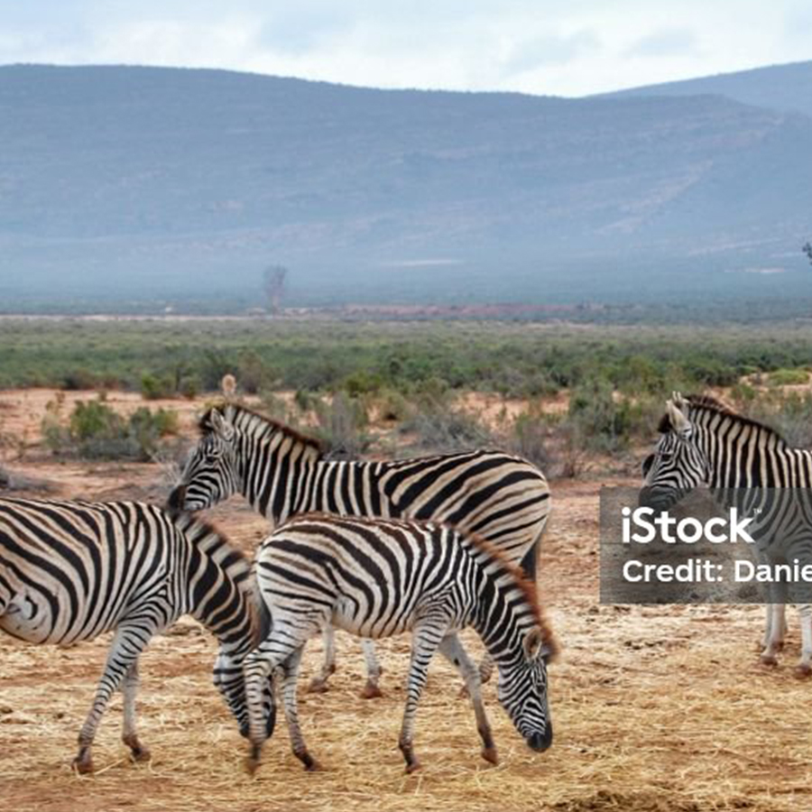 Africa